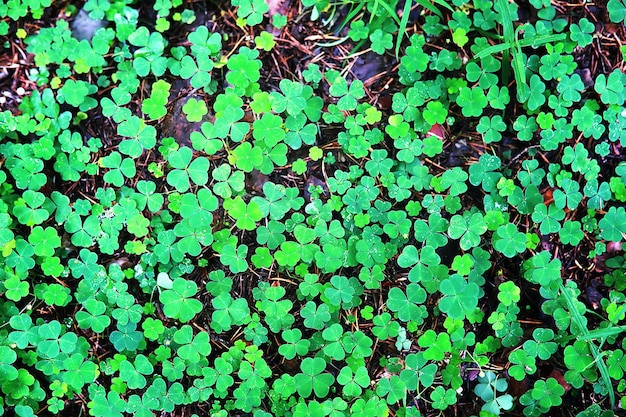 Achtergrond van plant klaver vier blad. Iers traditioneel symbool. St. Patrick's Day.