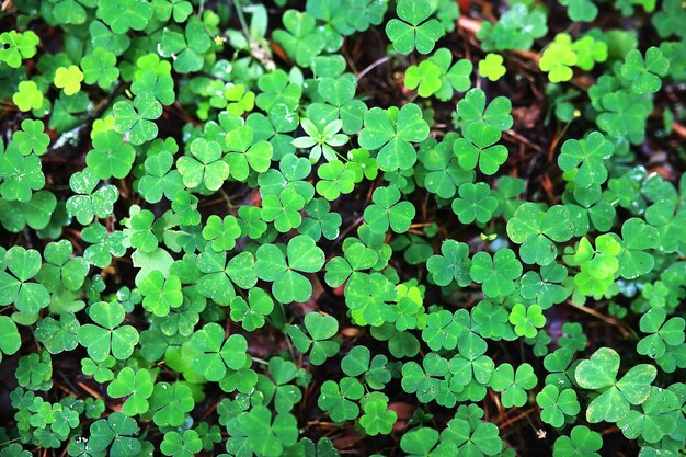 Foto achtergrond van plant klaver vier blad. iers traditioneel symbool. st. patrick's day.