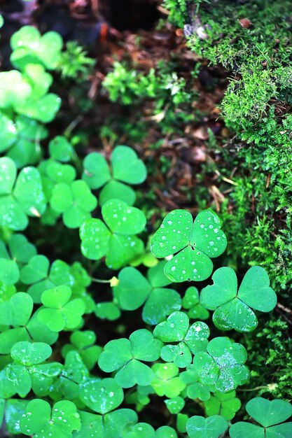 Achtergrond van plant klaver vier blad. Iers traditioneel symbool. St. Patrick's Day.