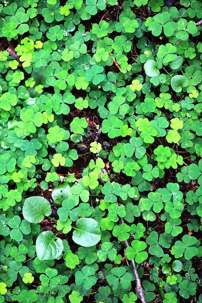 Achtergrond van plant klaver vier blad. Iers traditioneel symbool. St. Patrick's Day.