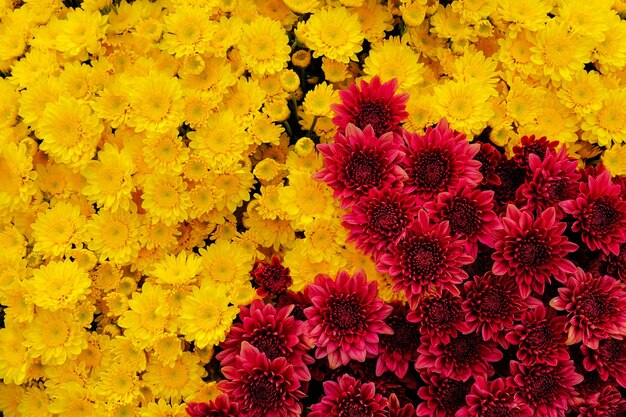 Achtergrond van prachtige kleurrijke chrysanten in de tuin