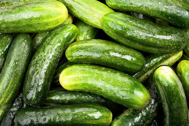 Achtergrond van rijpe verse groene komkommers