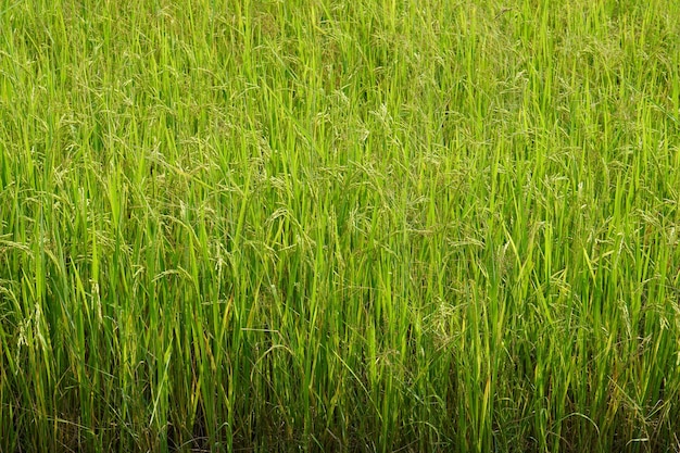 achtergrond van rijstvelden in het veld