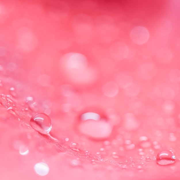 Foto achtergrond van rode rozenblaadjes met dauwdruppels bokeh met lichtreflectie macro wazig natuurlijk