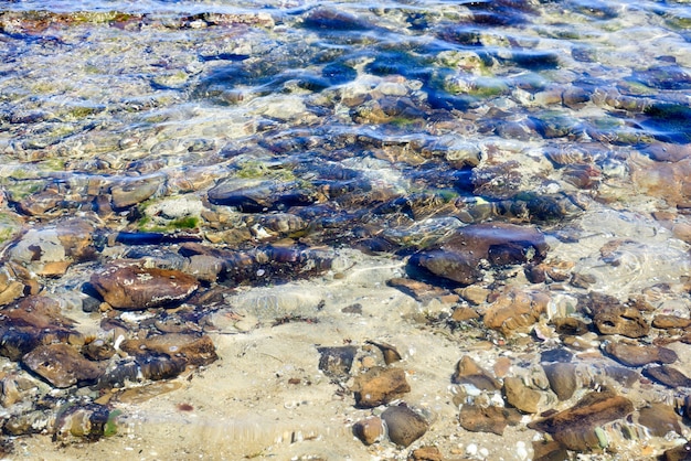 Foto achtergrond van rotsen en zeewier in duidelijk ondiep zeewater.