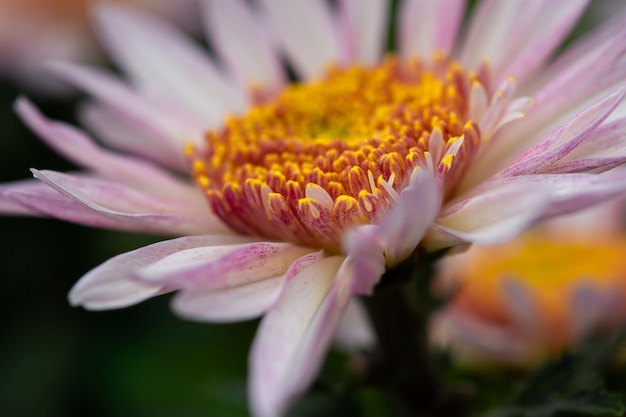 Achtergrond van roze chrysanten close-up