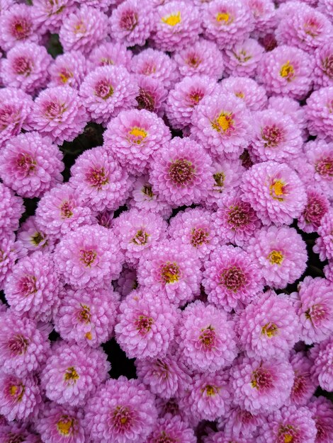 Achtergrond van roze chrysanten