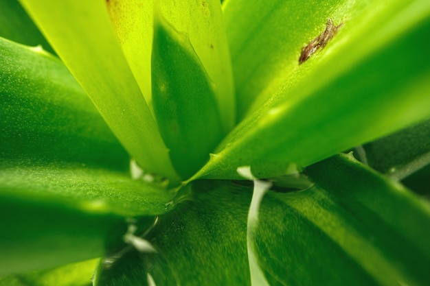 Achtergrond van sappige plant textuur close-up foto