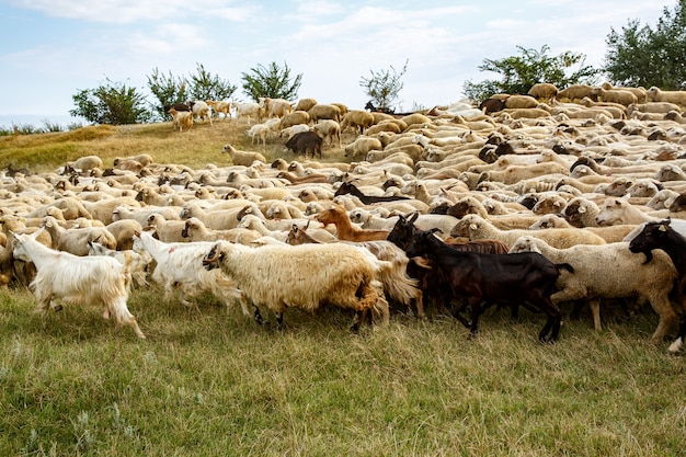 Achtergrond van schapen grazen op prachtige bergweide.