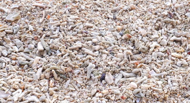 Foto achtergrond van schelpen en zand op het strand