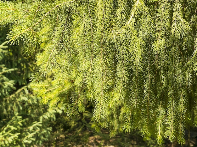 Achtergrond van takken van sparren Mooi landschap Conifer dennenboom