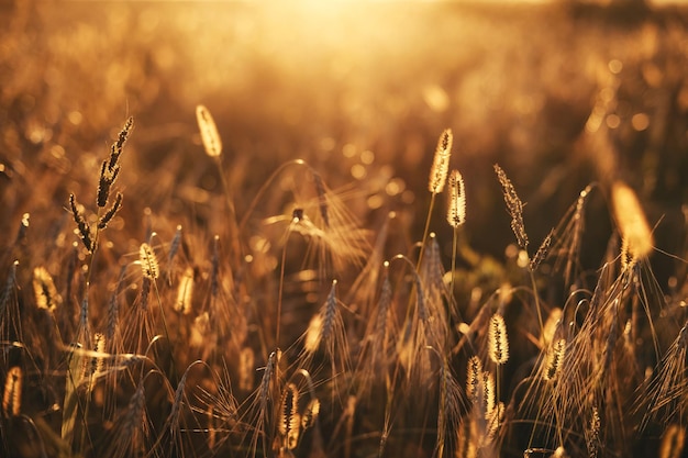 Achtergrond van tarweoren bij zonsondergang