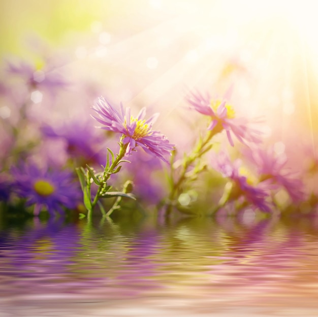 Achtergrond van tedere zachte violetblauwe mooie bloemen met waterreflectie bloemen magische glanzende achtergrond