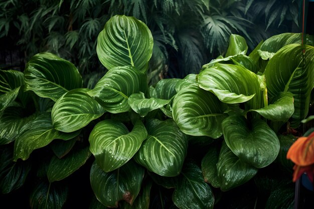 achtergrond van tropisch gebladerte philodendron monstera monstera variegata