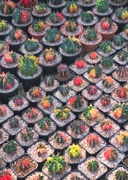 Achtergrond van veel kleurrijke Gymnocalycium bonte cactussen groeien op bloempotten