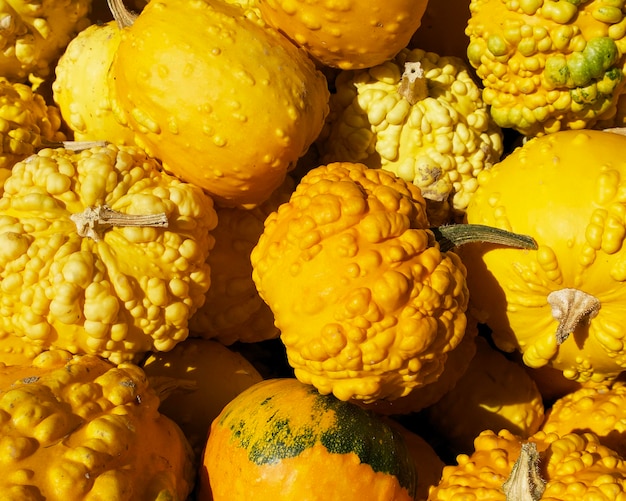 achtergrond van veel zonovergoten gele pompoenen op een warme herfstdag