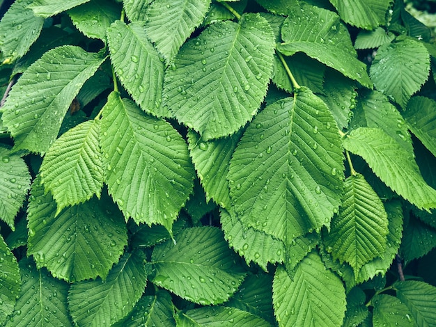 Achtergrond van verse groene bladeren.