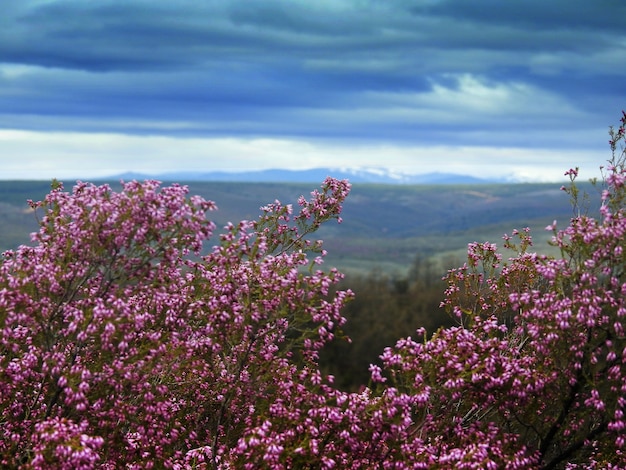 Achtergrond van violetheide en wolken