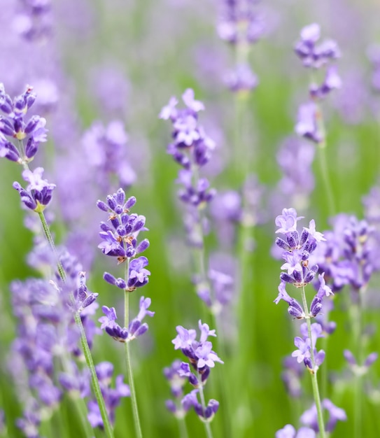 Achtergrond van violette lavendel in de tuin