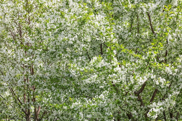 Achtergrond van witte appelbloemen Appelbomen in bloei