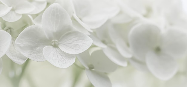 Achtergrond van witte bloemen Hortensia of hortensia in bloei