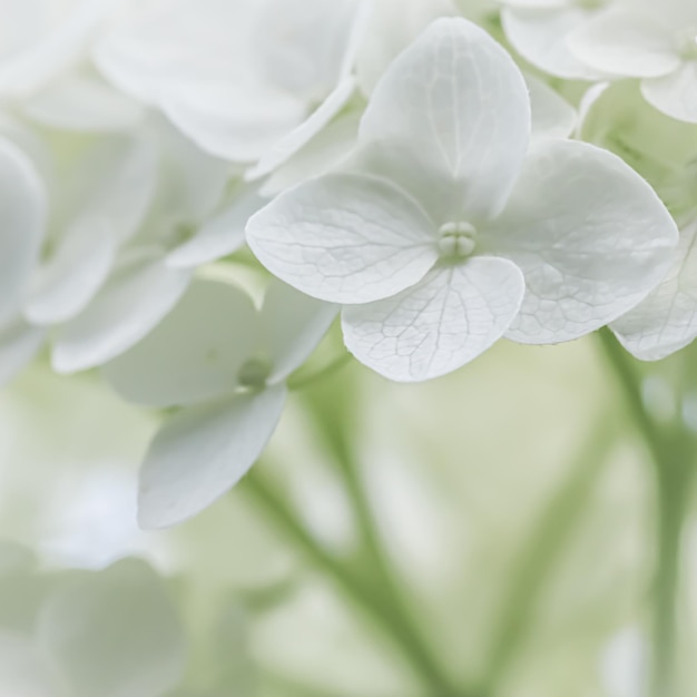 Achtergrond van witte bloemen Hortensia of hortensia in bloei