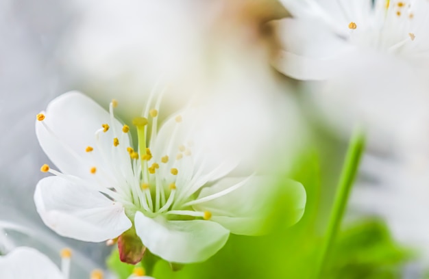 Achtergrond van witte bloemen van kersen of pruimen met groene bladeren in de lentetuin