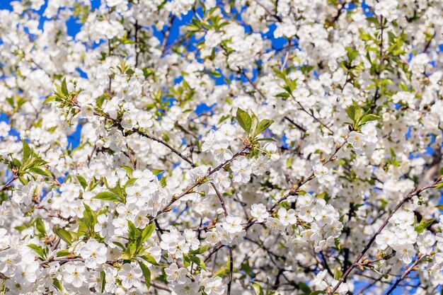 Achtergrond van witte bloemenkers