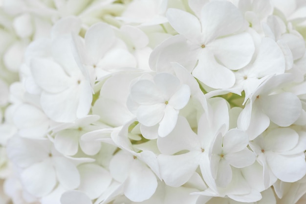 Achtergrond van witte natuurlijke bloemen