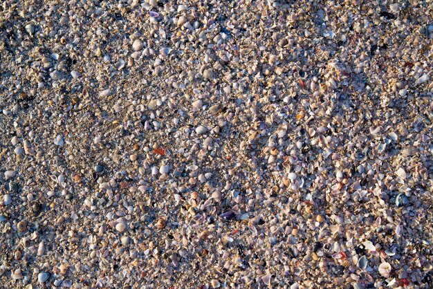 Achtergrond van zeeschelpen op het zand in Rimini