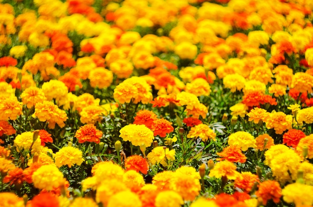 Achtergrond van zomerbloemen, weide van levendige goudsbloembloemen, selectieve nadruk, ondiepe diepte van gebied