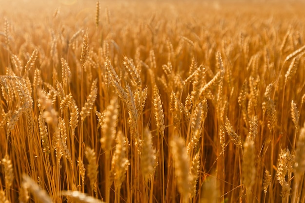 achtergrond veld aartjes in de zon