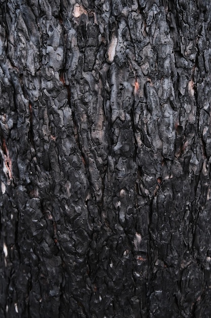 Achtergrond verkoolde pijnboomschors, zwart verkoold hout na een bosbrand.