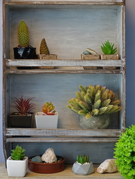 Achtergrond vintage plank vetplanten en cactus. interieurinrichting