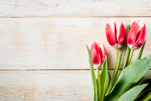 Achtergrond voor gefeliciteerd, wenskaarten. De verse bloemen van de lentetulpen