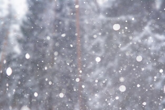 Achtergrond wazig sneeuw Winterlandschap Bomen en planten bedekt met sneeuw