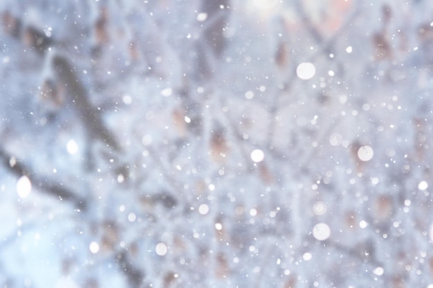 Foto achtergrond wazig sneeuw winterlandschap bomen en planten bedekt met sneeuw