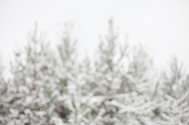 Achtergrond winter bos bomen onder de sneeuw