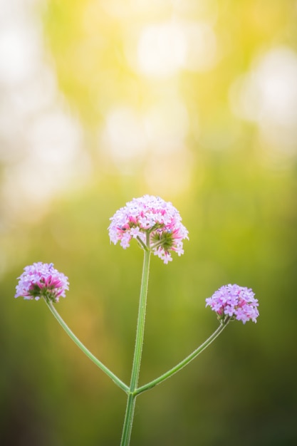 achtergrondafbeelding van de kleurrijke bloemen