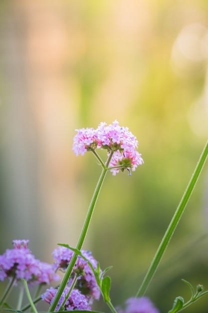 achtergrondafbeelding van de kleurrijke bloemen