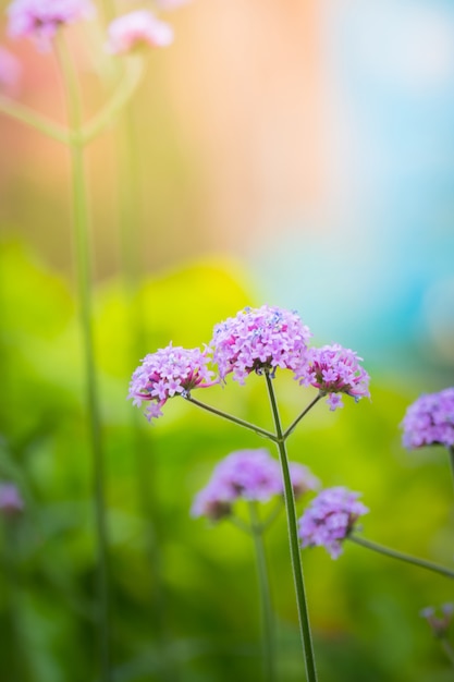 achtergrondafbeelding van de kleurrijke bloemen