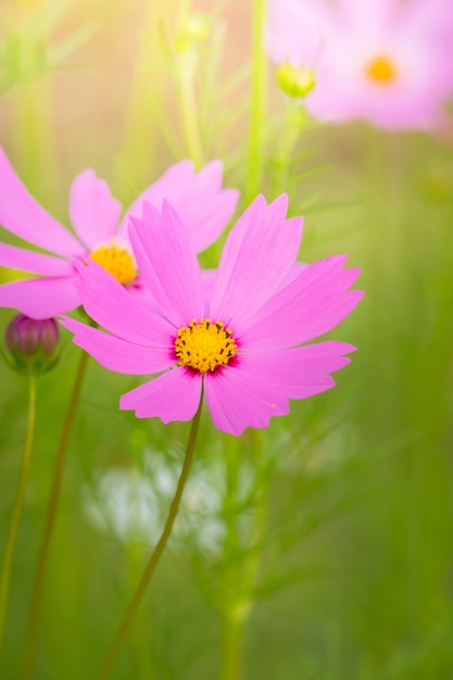 achtergrondafbeelding van de kleurrijke bloemen