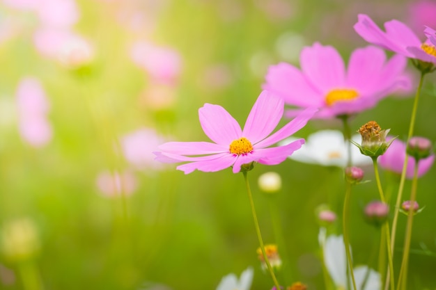 achtergrondafbeelding van de kleurrijke bloemen