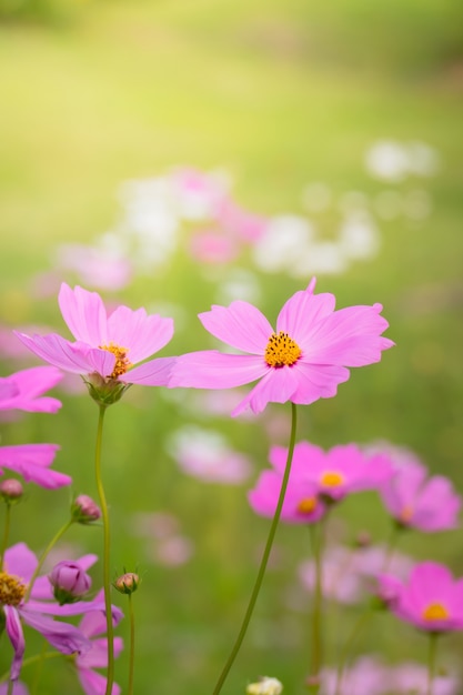 achtergrondafbeelding van de kleurrijke bloemen