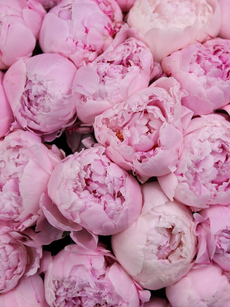 Achtergrondafbeelding van een boeket lichtroze pioenrozen luxe delicate bloemen voor een cadeau-closeup