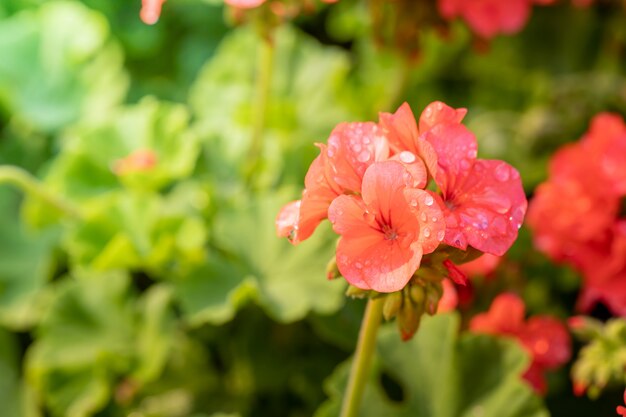 achtergrondafbeelding van kleurrijke bloemen