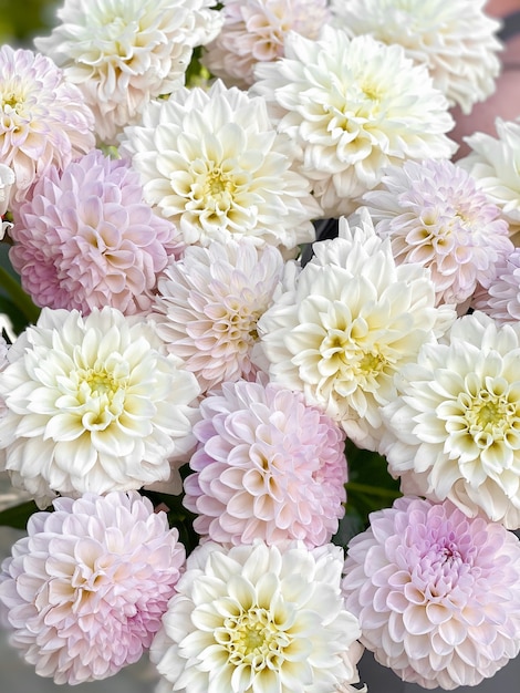 Foto achtergrondafbeelding van mooie bloemen in close-up een boeket witlila dahlia's