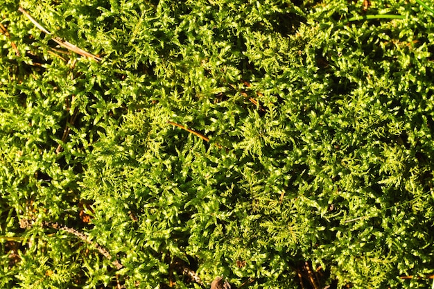 Achtergrondafbeelding van weelderig lang en gekleurd in verschillende soorten groene mos bovenaanzicht kopieerruimte