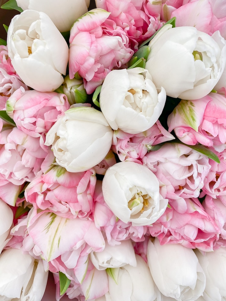 Foto achtergrondafbeelding van witte en roze tulpen. boeket lentebloemen