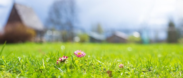 Achtergrondbannerpanorama van bloemen in de tuin Prachtig natuurlijk panoramisch landschap op het platteland Selectieve scherpstelling op de voorgrond met een sterke onscherpe achtergrond